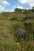 Landes de la Poterie - Site Natura 2000