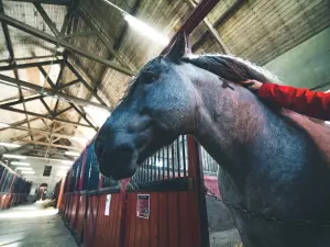 Étalon de trait breton - Haras national de Lamballe (© T. Poriel)