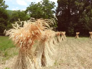 Die quillous, stolz aufgerichtet