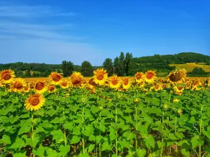 Champs de tournesols