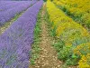 Campos de lavanda