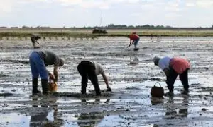 Pêche à pied