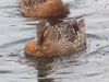 Canards aux Routis au printemps