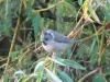 La mésange huppée est arrivée au Coudray-Saint-Germer