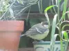 La mésange charbonnière se rafraîchit au Coudray-Saint-Germer