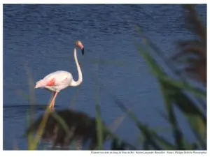 Pink flamingo in a pond at the exit of Grau-du-Roi