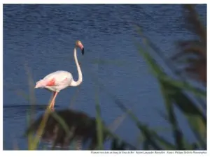 Flamant rose dans un étang à la sortie du Grau-du-Roi