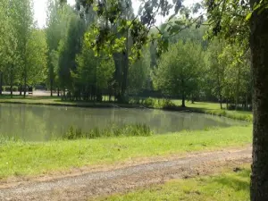 Pond