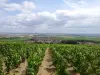 Le Mesnil-sur-Oger - Une vue du Mesnil-sur-Oger depuis les vignes