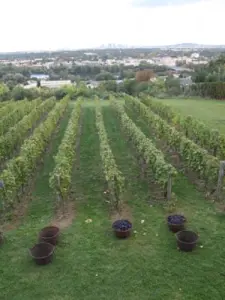 Weinberge der Grotten (© Ville du Pecq)