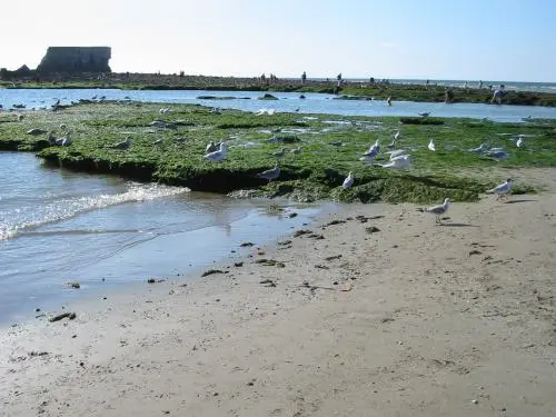 Le Portel - Le fort de l'Heurt à marée basse