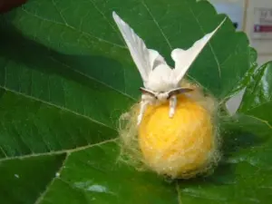 Living Silk - fokken zijderupsen in Puy