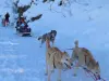 Venosc的雪橇犬