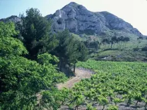 viñedos AOC Baux de Provence