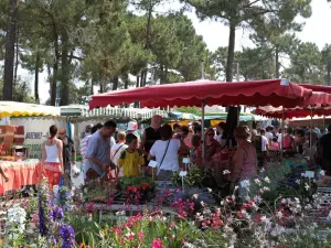 Marché de la Palmyre