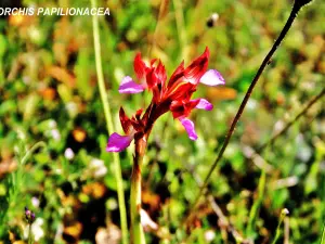 Orchis papilionacea (© J.E)