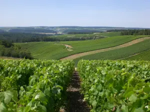 La più grande regione Champagne con 866 ettari di vigneto
