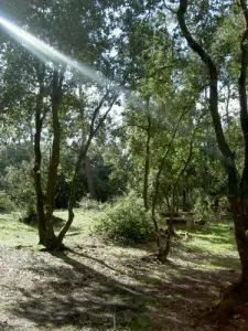 Château-d'Olonne - Bois Saint Jean