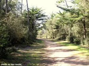 Olonne-sur-Mer - Passeggiata nella foresta