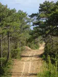 Foresta di Olonne (© SPLdlso)