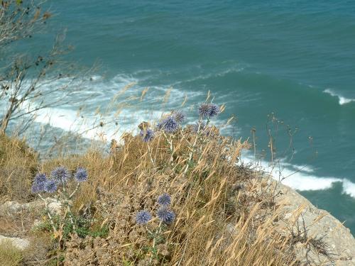 Leucate - Flora of the cliff
