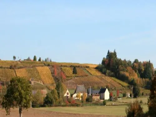 Lhomme - the vineyard