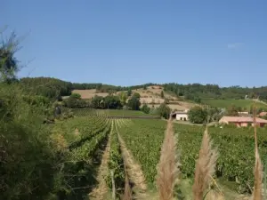 Vignoble de Saurs