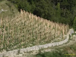 Vignoble du Brézème