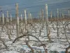 Loché - Vigne sous la neige