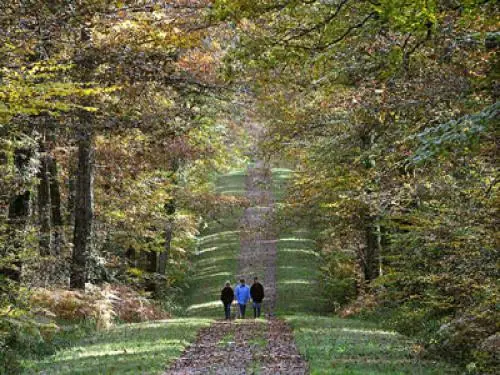 Loches - Forêt domaniale en automne