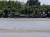 Swans on the Loire