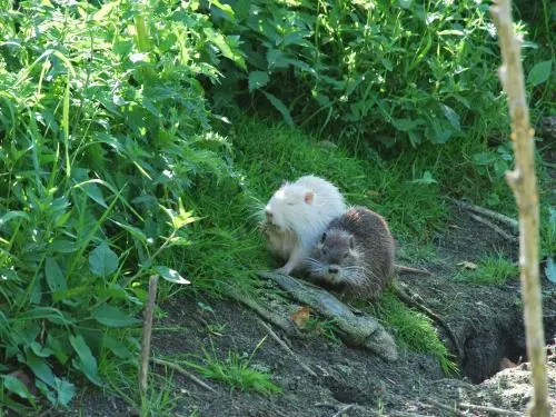 Loireauxence - Coons a Gravelle