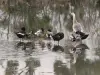 Gansos y patos en el estanque congelado de Gravelle