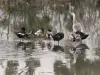 Geese and ducks on the frozen pond of Gravelle