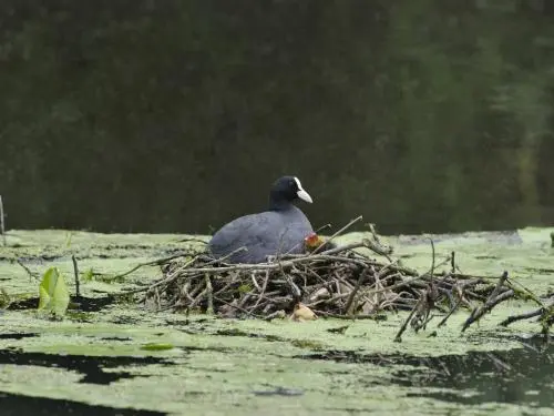 Loireauxence - Coot per il suo nido