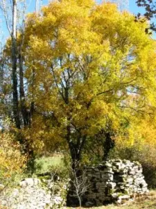 Wells in de herfst