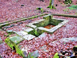 Fontaine des bons cousins - Forêt du Banney (© Jean Espirat)