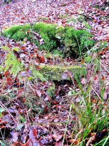 Fontaine des baraques - Forêt du Banney (© Jean Espirat)