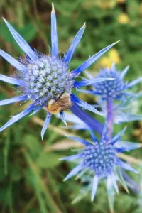 Una flora rica y preservada en el valle con este cardo azul, especie endémica de los Pirineos (© OT Luz)