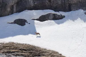 Una gamuza en Gavarnie (© OT Luz)