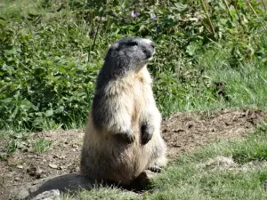 Una pequeña marmota tímida (© OT Luz)