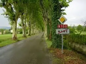 Allée de platanes