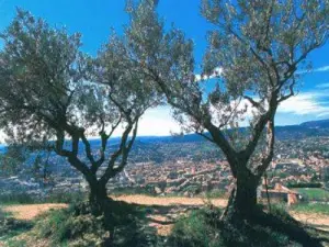 Olivenbäume auf dem Hügel von Mont d'Or