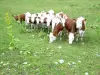 Marigny - Les vaches dans les prairies