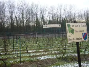 Vigne Le Clos de l'Amitié