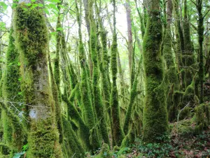 Mousse autour des arbres