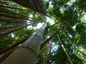 La plantación de bambú Joan Brisson