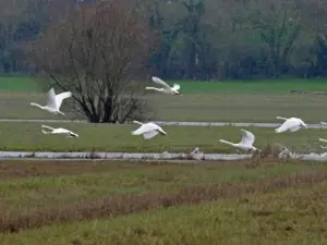 Saint-Florent-le-Vieil - Envol de cygnes sur la Tau