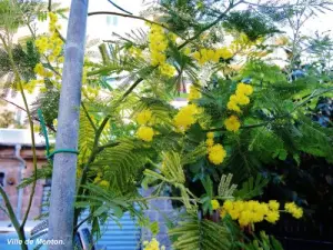 Mimosa en la ciudad (© Jean Espirat)