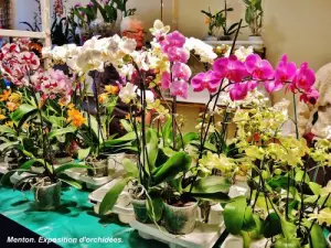 Orchideenausstellung (© Jean Espirat)